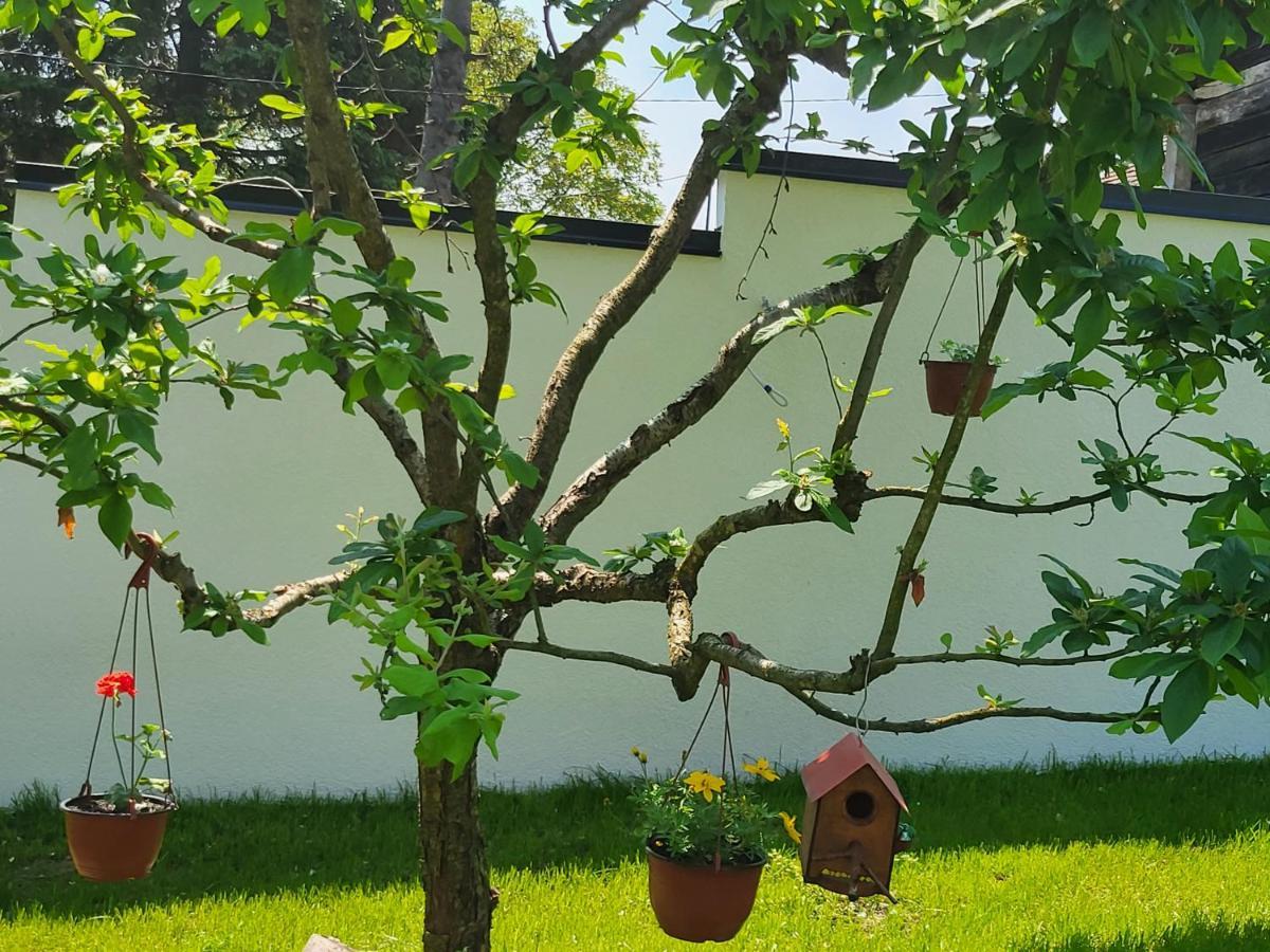 Vila Jovana Vrdnik Εξωτερικό φωτογραφία