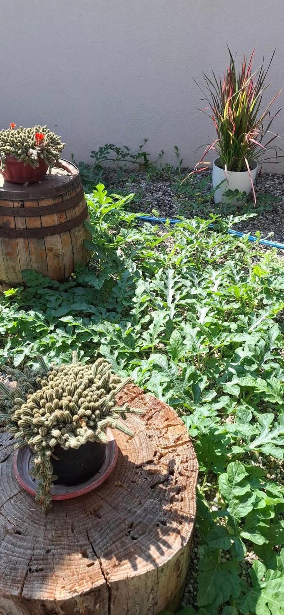Vila Jovana Vrdnik Εξωτερικό φωτογραφία